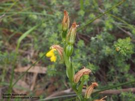   Fruit:   Pterostylis viriosa ; Photo by South Australian Seed Conservation Centre, used with permission
